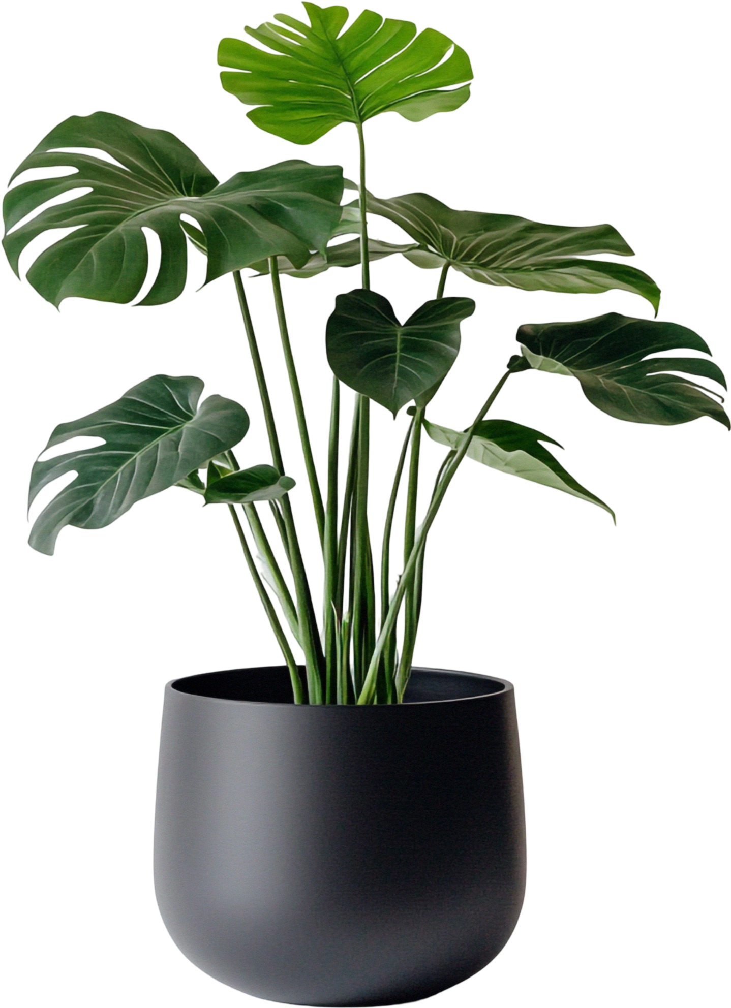 Potted Plant